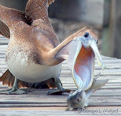 Happy Pelican_36768.jpg - Brown Pelican (Pelecanus occidentalis) photographed along the Gulf coast near Port Lavaca, Texas, USA.